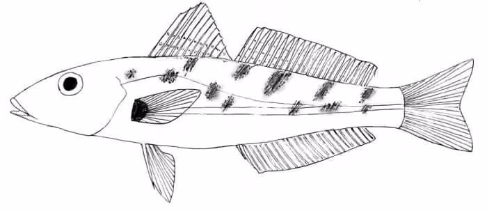 Ilustrasi dokumenter Sillago maculata.