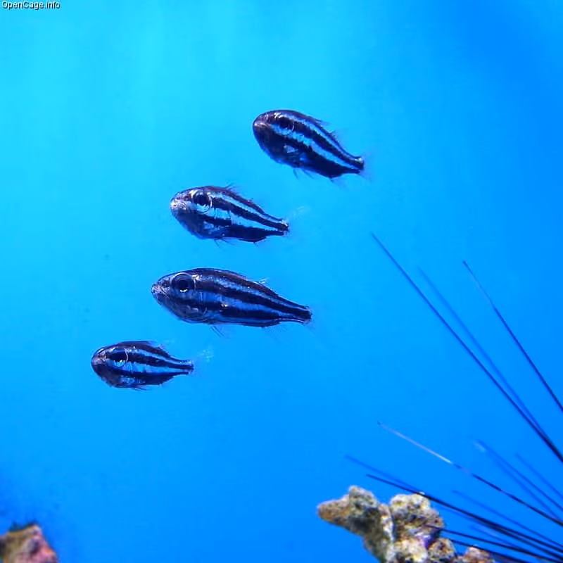 Dokumentasi Siphamia tubifer
