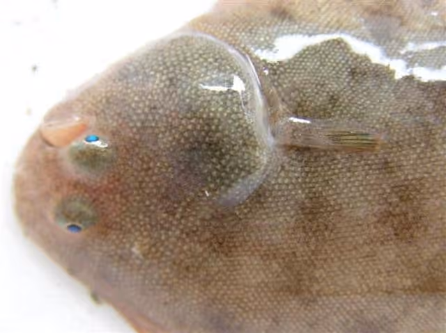 Dokumentasi Solea senegalensis