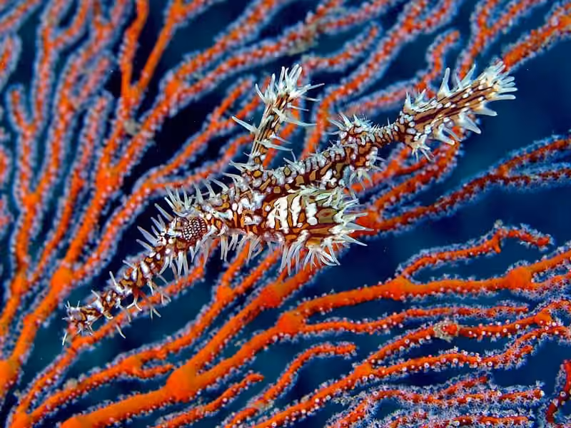 Dokumentasi Solenostomus paradoxus