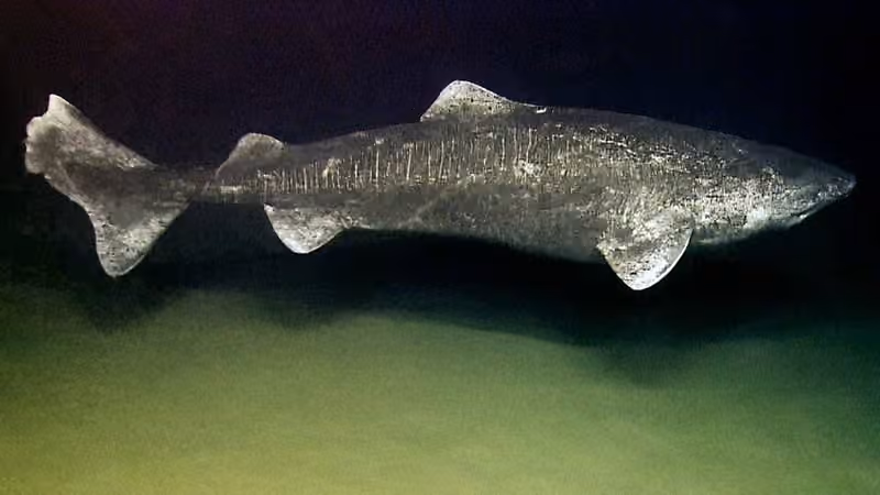Dokumentasi Somniosus microcephalus