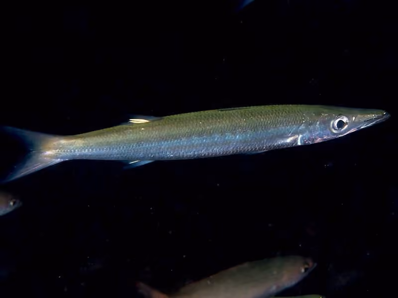 Dokumentasi Sphyraena obtusata