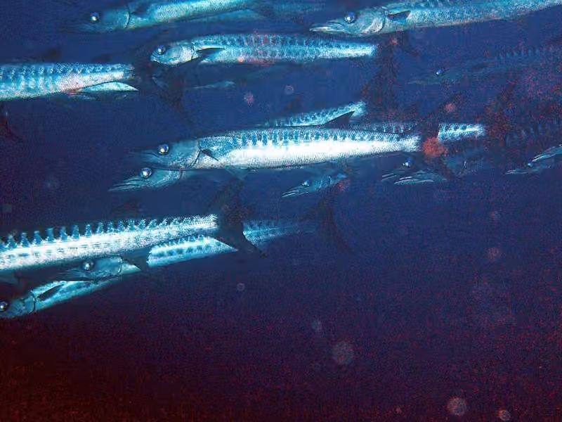 Dokumentasi Sphyraena putnamae