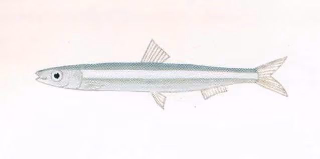 Dokumentasi Spratelloides gracilis