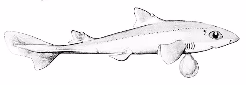 Ilustrasi dokumenter Squalus megalops.