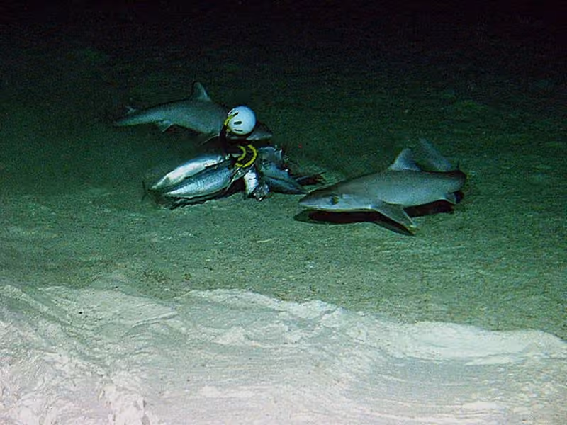 Dokumentasi Squalus mitsukurii