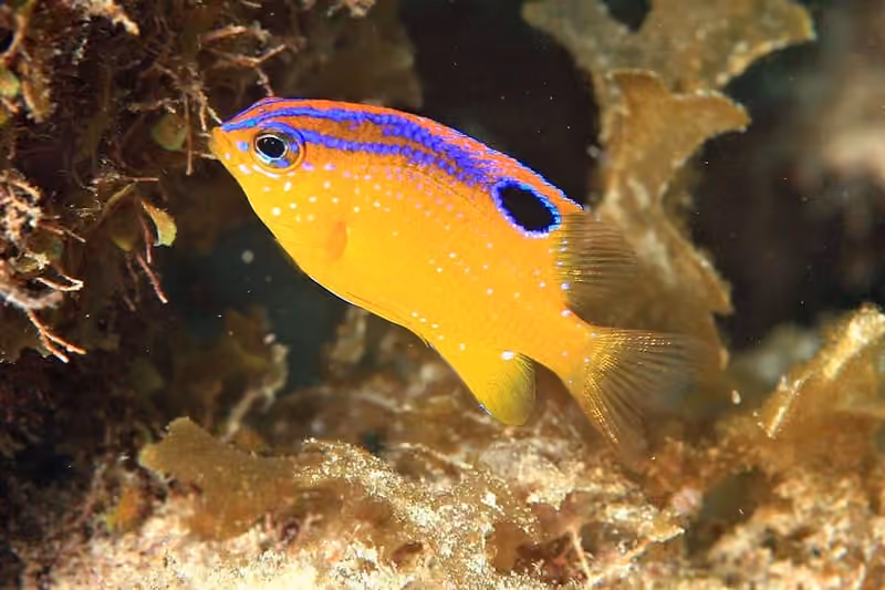 Dokumentasi Stegastes diencaeus