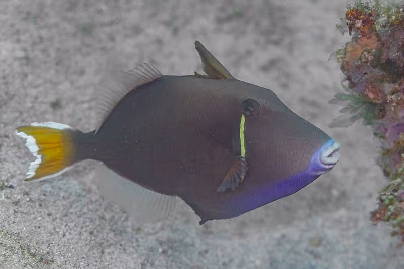 Dokumentasi Sufflamen chrysopterum