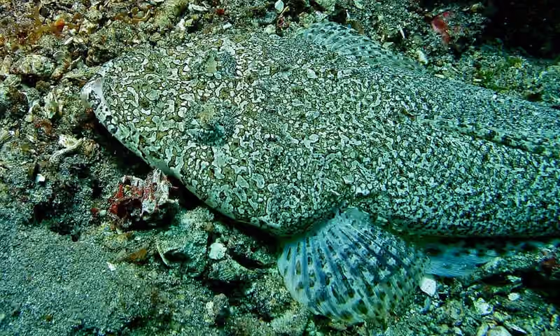 Dokumentasi Sunagocia arenicola