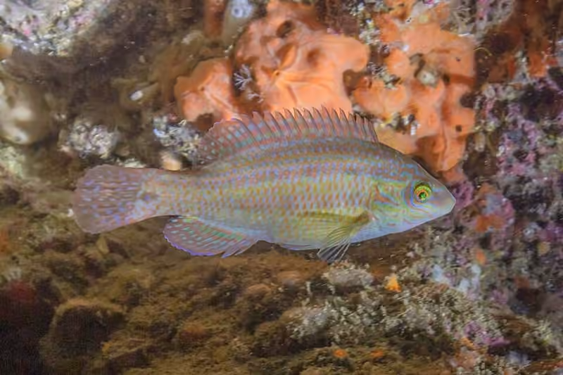 Dokumentasi Symphodus melops