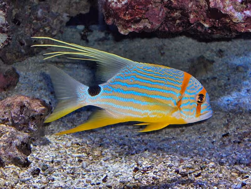 Dokumentasi Symphorichthys spilurus