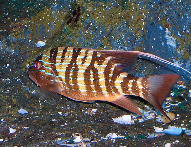 Dokumentasi Symphorus nematophorus