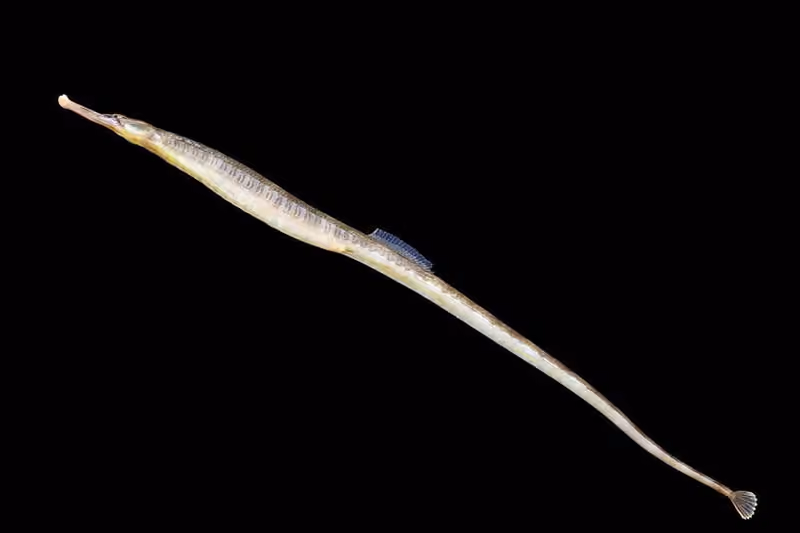 Dokumentasi Syngnathus acus