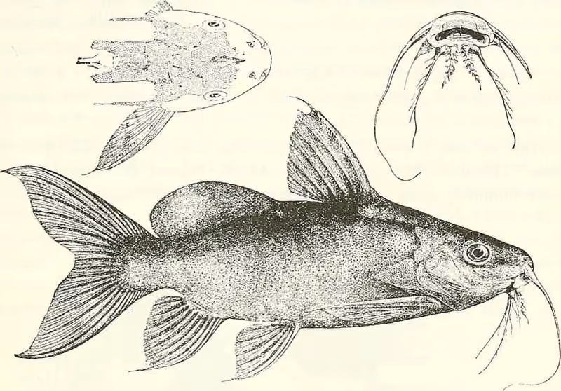 Lembar ilustrasi dokumenter Synodontis frontosus dengan beberapa gambar dan detail.