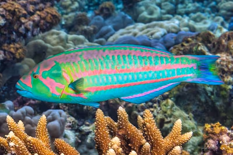 Dokumentasi Thalassoma purpureum