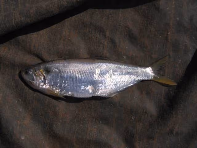 Dokumentasi Thryssa hamiltonii