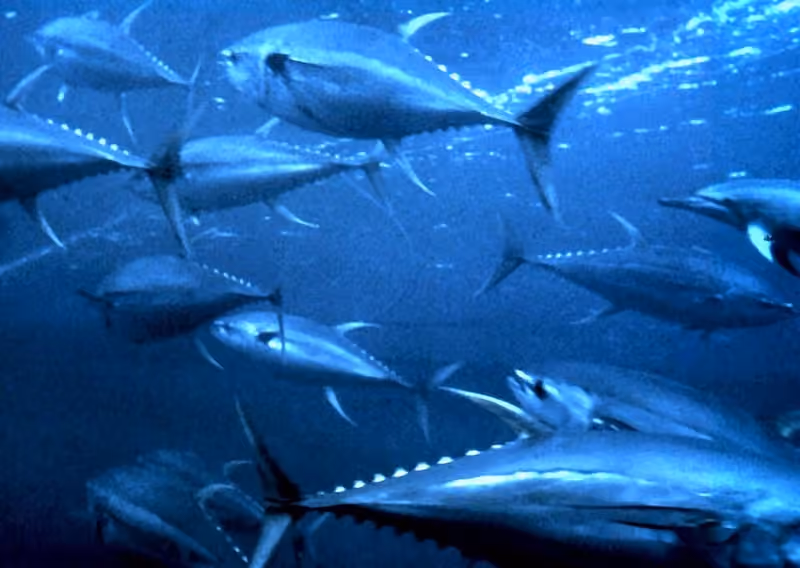 Dokumentasi Thunnus albacares