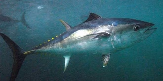 Dokumentasi Thunnus maccoyii