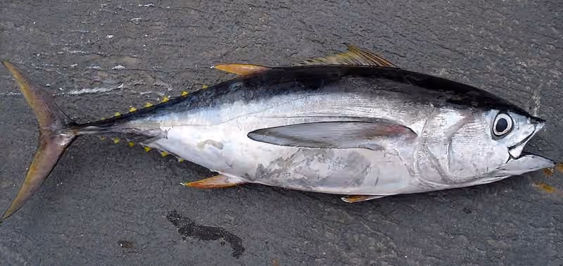 Dokumentasi Thunnus obesus