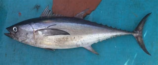 Dokumentasi Thunnus tonggol