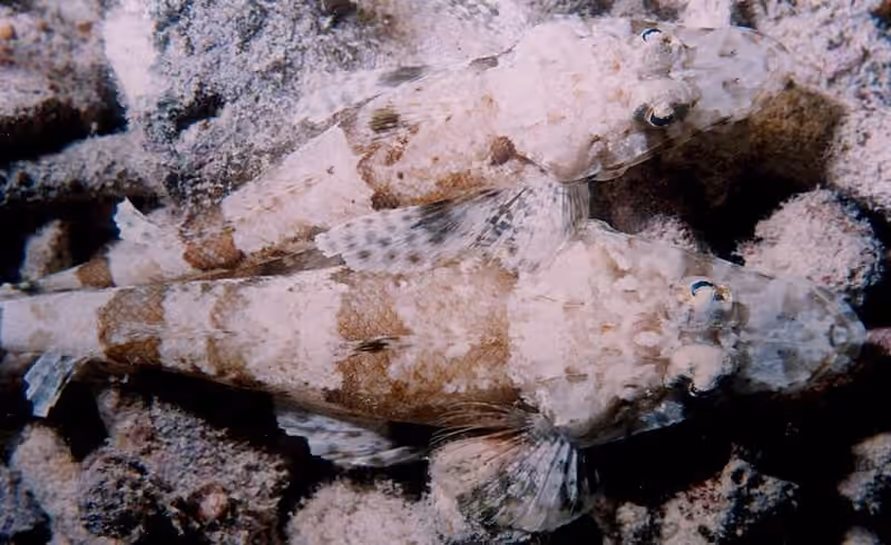 Dokumentasi Thysanophrys chiltonae