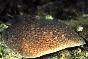 Dokumentasi Torpedo marmorata