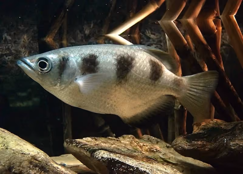 Dokumentasi Toxotes jaculatrix