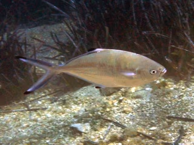 Dokumentasi Trachinotus ovatus