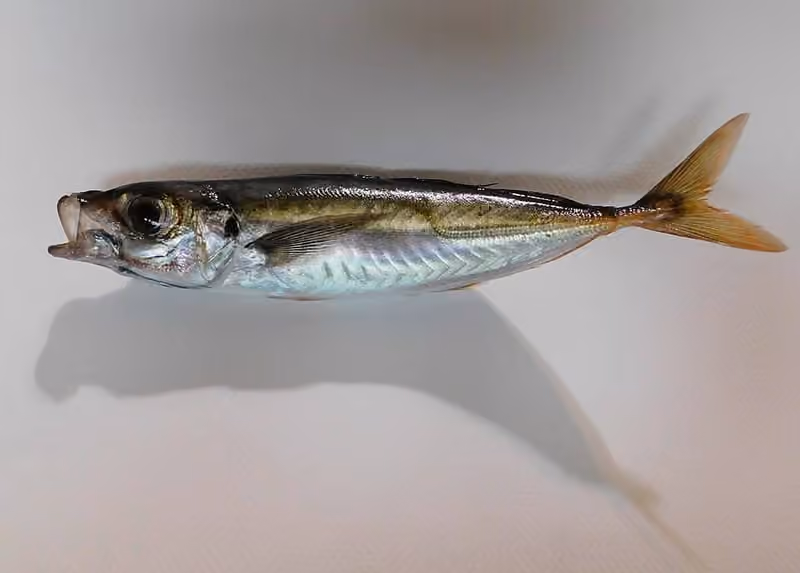 Dokumentasi Trachurus symmetricus