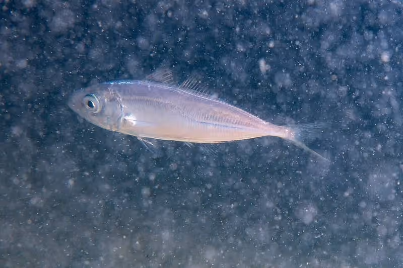 Dokumentasi Trachurus trachurus