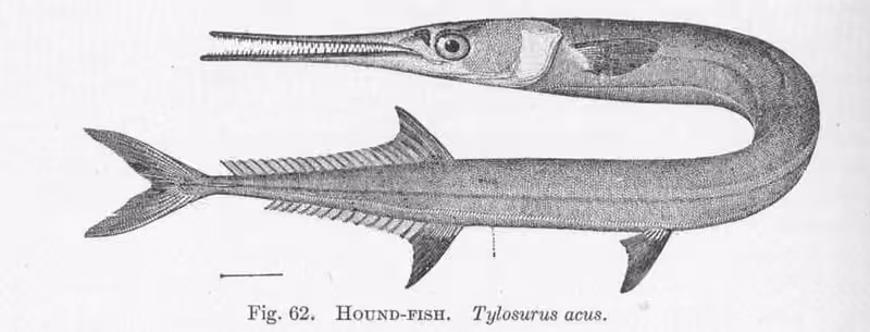 Lembar ilustrasi dokumenter Tylosurus acus dengan beberapa gambar dan detail.