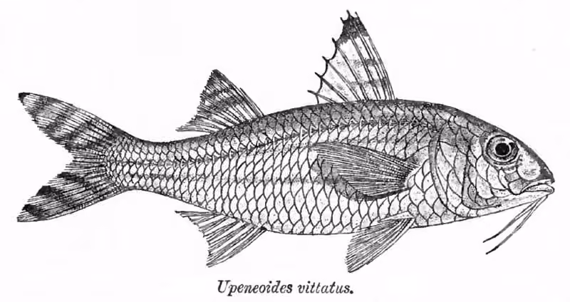 Ilustrasi dokumenter Upeneus vittatus.