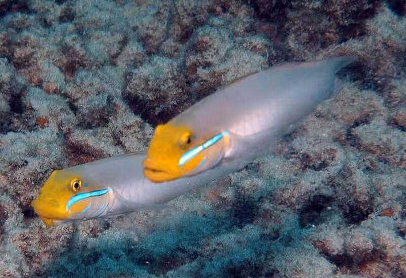 Dokumentasi Valenciennea strigata