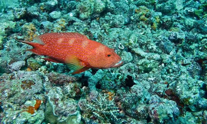 Dokumentasi Variola albimarginata