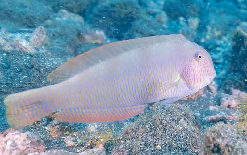 Dokumentasi Xyrichtys novacula