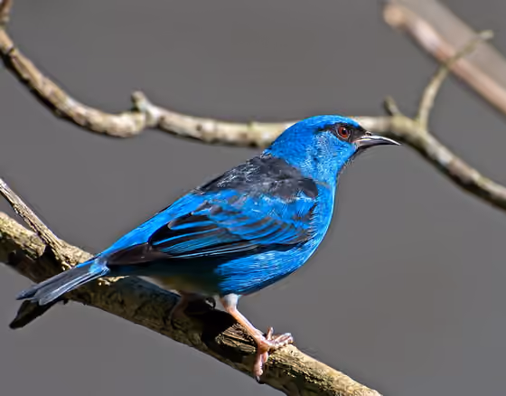 Dokumentasi Dacnis cayana