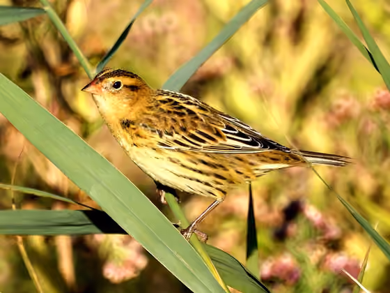 Dokumentasi Dolichonyx oryzivorus betina
