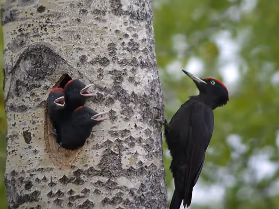 Dokumentasi Dryocopus martius