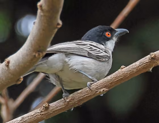 Dokumentasi Dryoscopus gambensis