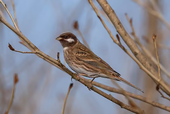 Dokumentasi Emberiza leucocephalos