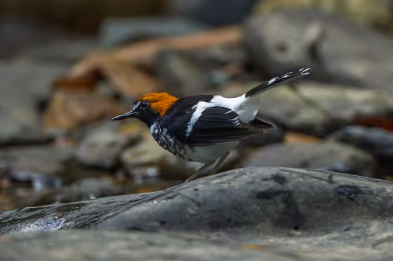 Dokumentasi Enicurus ruficapillus