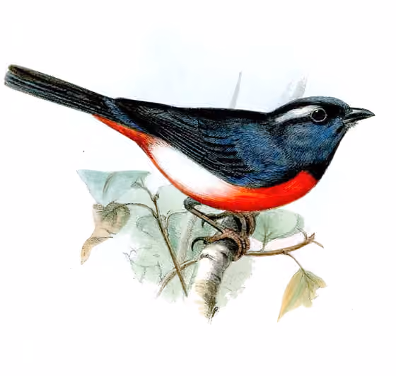 Ilustrasi Granatellus sallaei