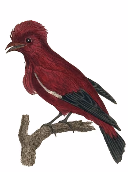 Ilustrasi Haematoderus militaris
