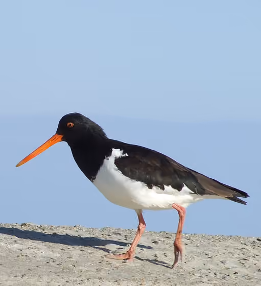 Dokumentasi Haematopus finschi