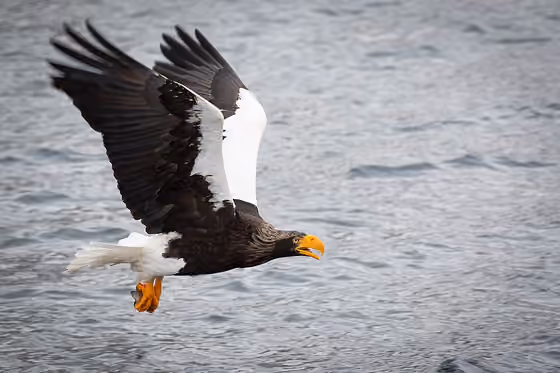 Dokumentasi Haliaeetus pelagicus
