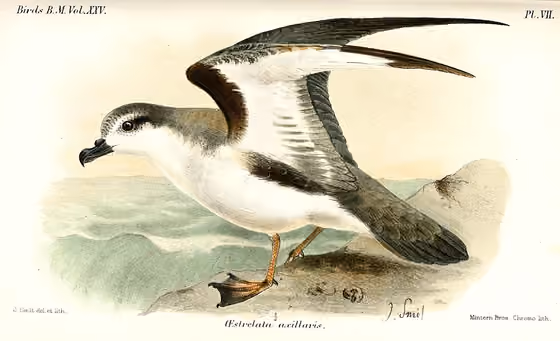 Ilustrasi Pterodroma axillaris