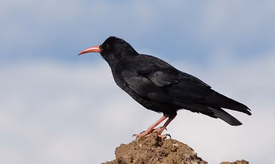 Dokumentasi Pyrrhocorax pyrrhocorax