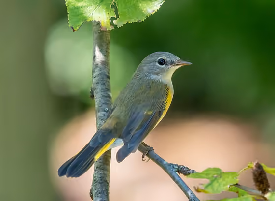 Dokumentasi Setophaga ruticilla