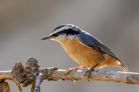 Dokumentasi Sitta canadensis