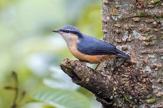 Dokumentasi Sitta himalayensis